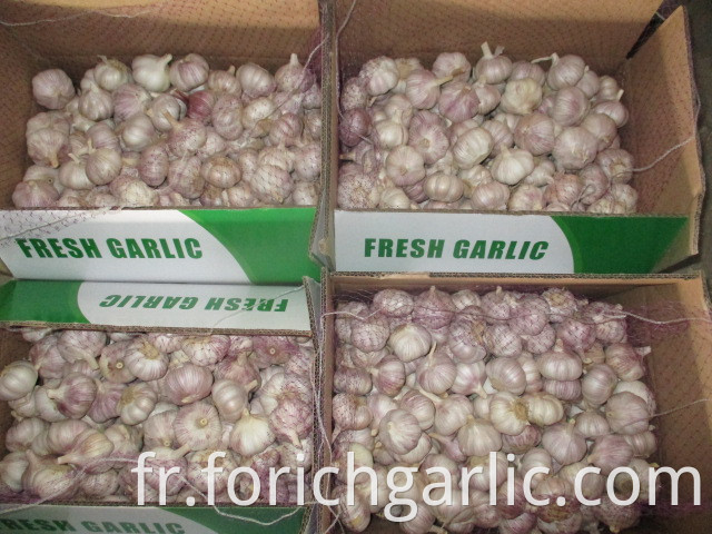 Garlic Crop 2019